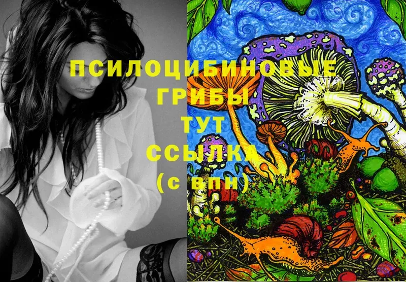 Галлюциногенные грибы Psilocybe  Кингисепп 